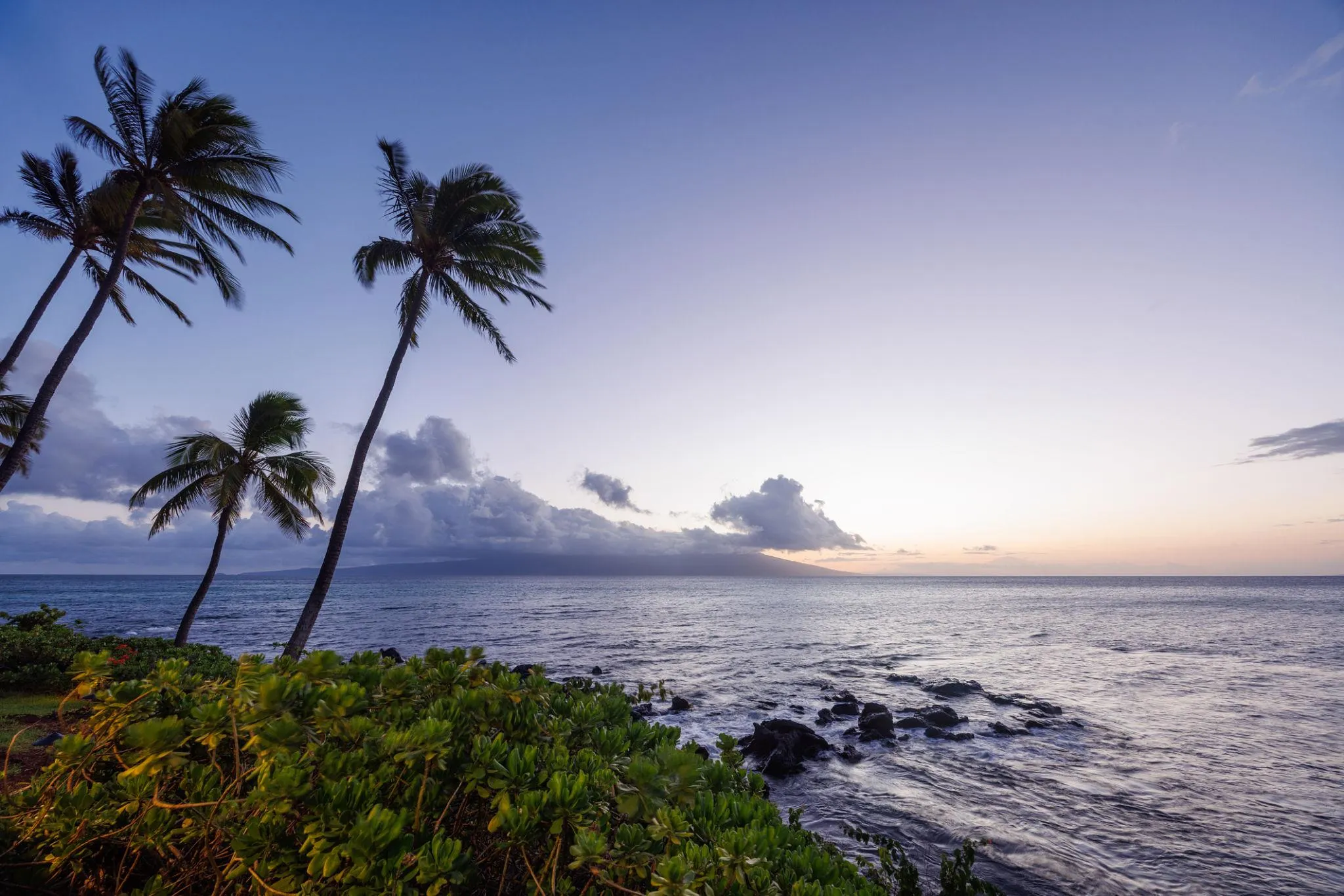 Palm trees over a lava-rock shoreline at dusk on Hawai‘i Island